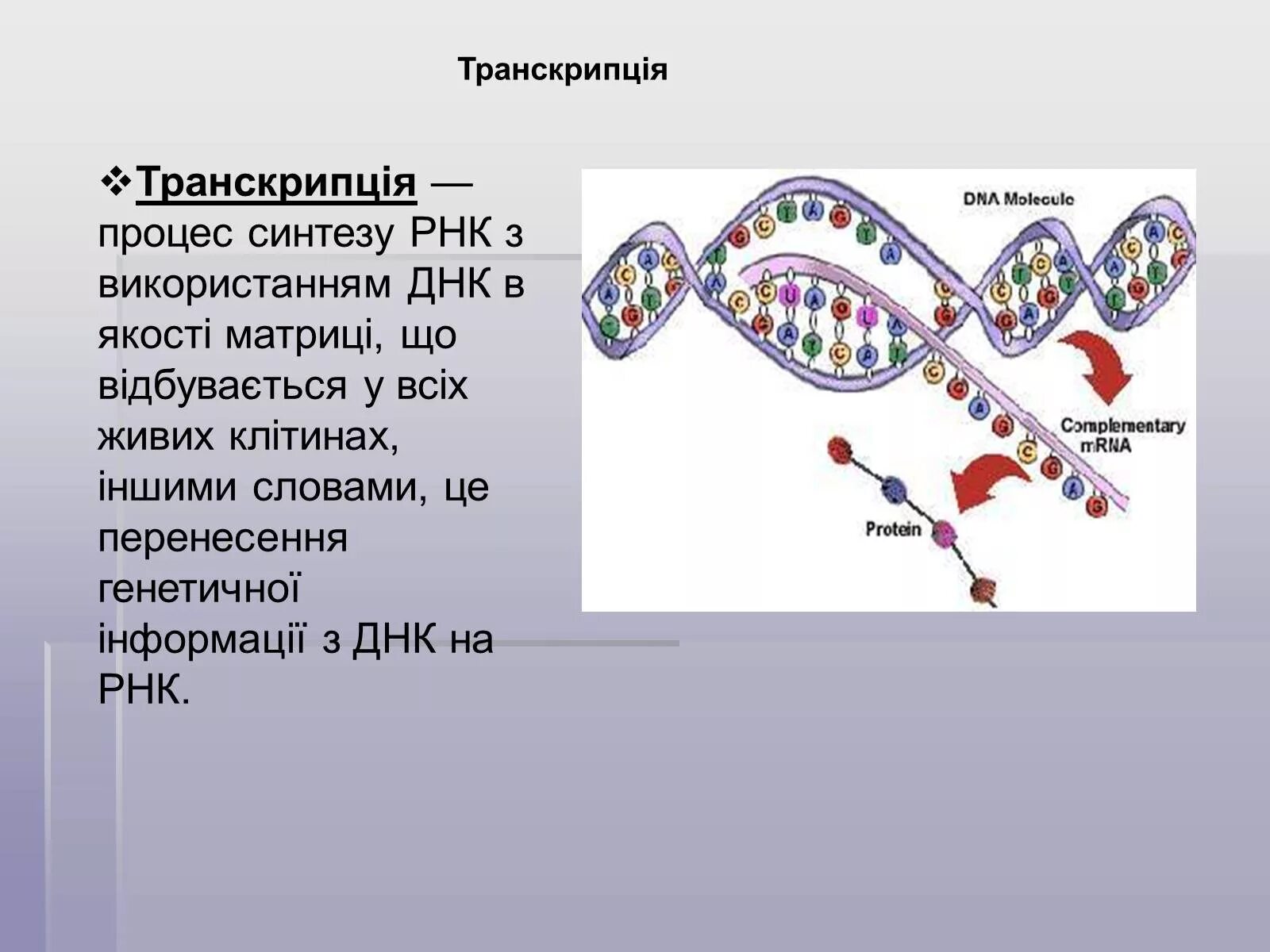 Презентация на тему ДНК. Молекула РНК. ДНК И РНК. Транскрипція відбувається в:.