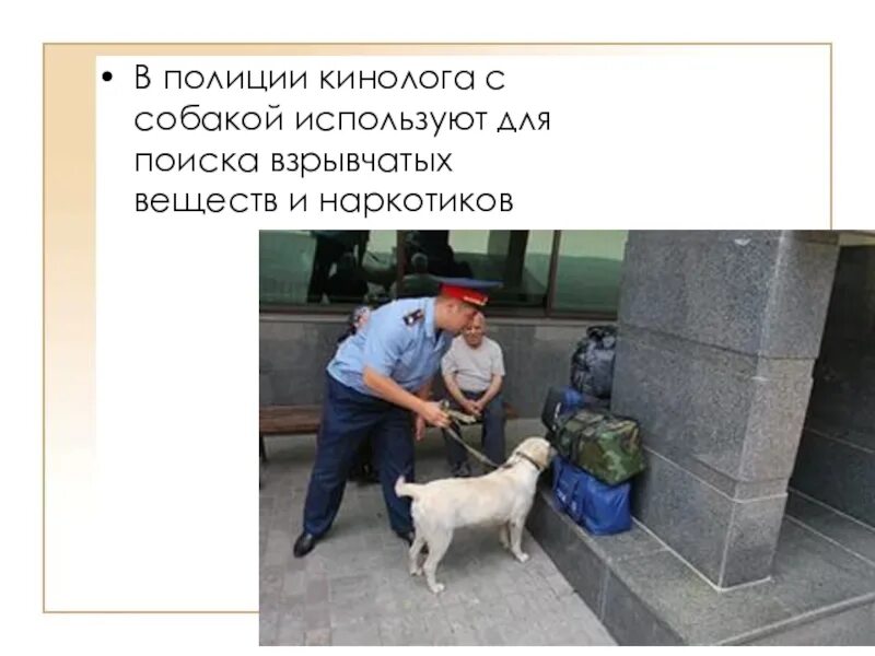 Проект на тему кинолог. Профессия кинолог. Кинолог презентация. Кинолог презентация. Кинолог презентация.