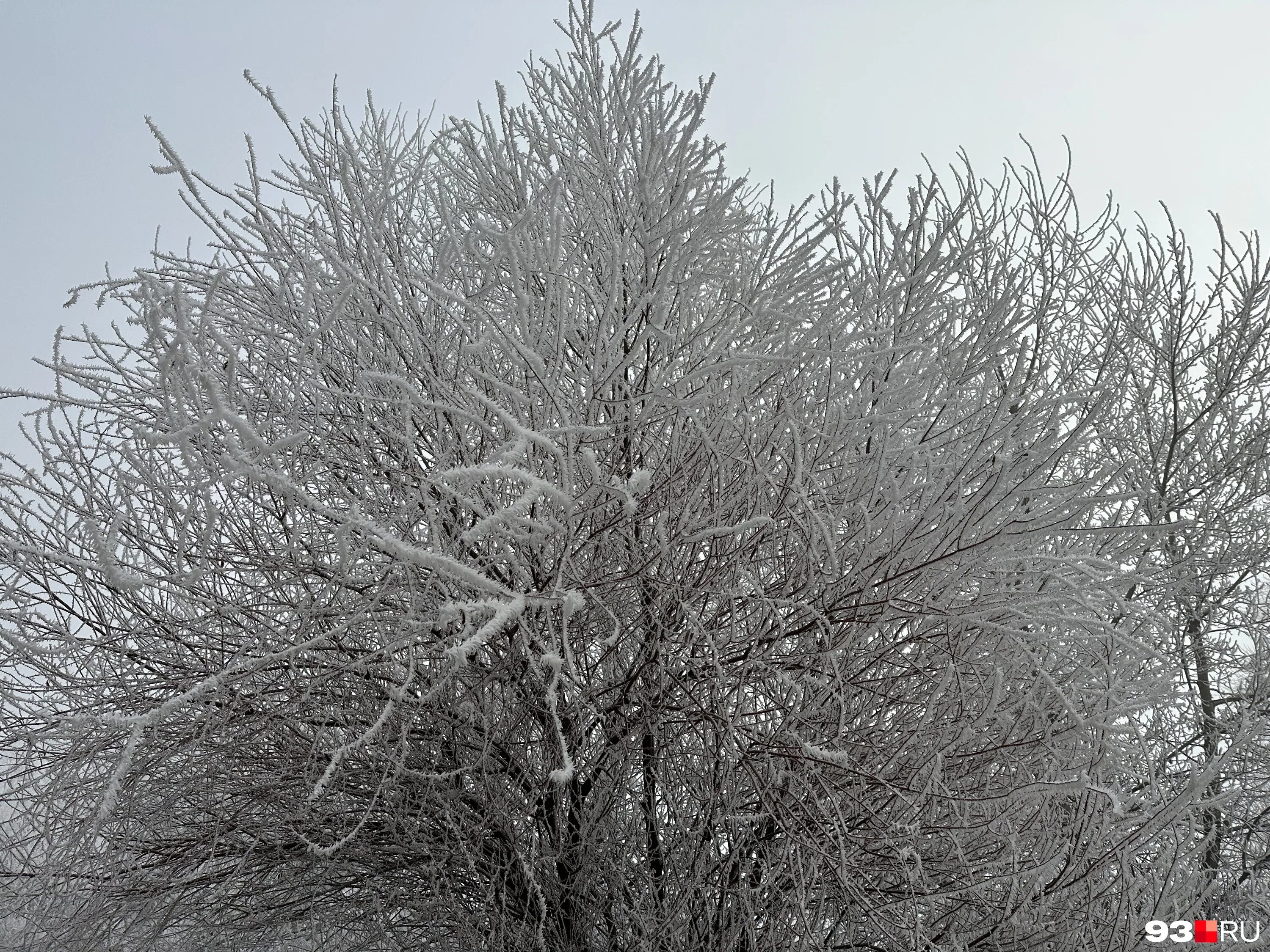 Москва сейчас деревья. Зима в Краснодаре. Краснодарский туман зимой. Иней на проводах. Деревья побелели продолжение.