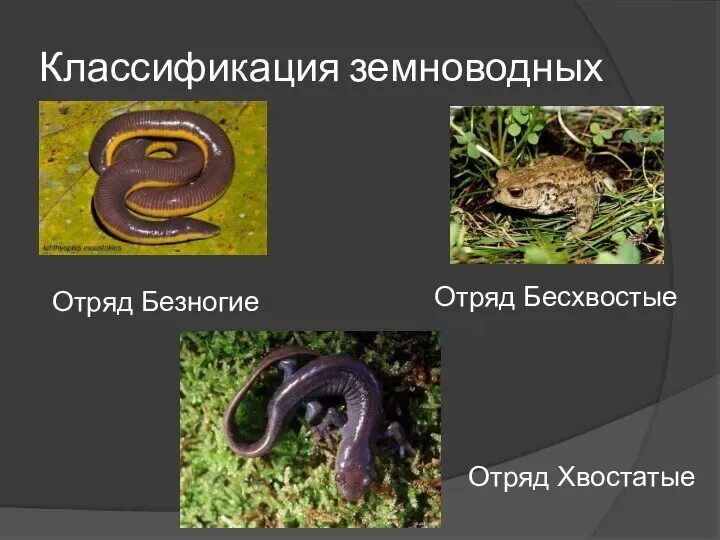 Бесхвостые отряд класса. Отряд безногие отряд хвостатые отряд бесхвостые таблица. таблица земноводные безногие хвостатые бесхвостые. отряд безногие хвостатые бесхвостые земноводные. классификация земноводных.