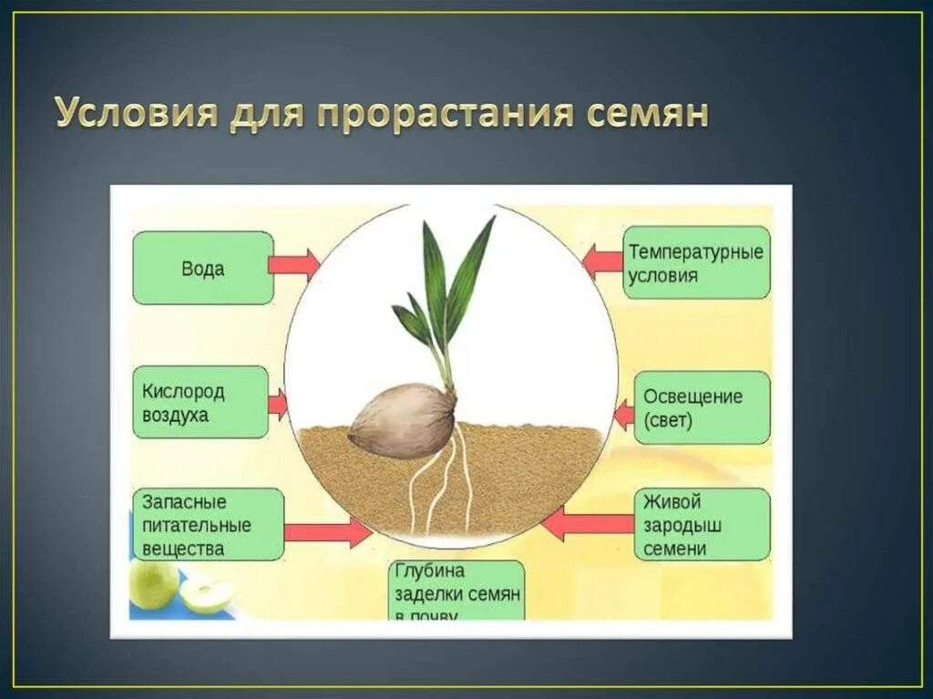От каких факторов зависит урожайность дикорастущих растений