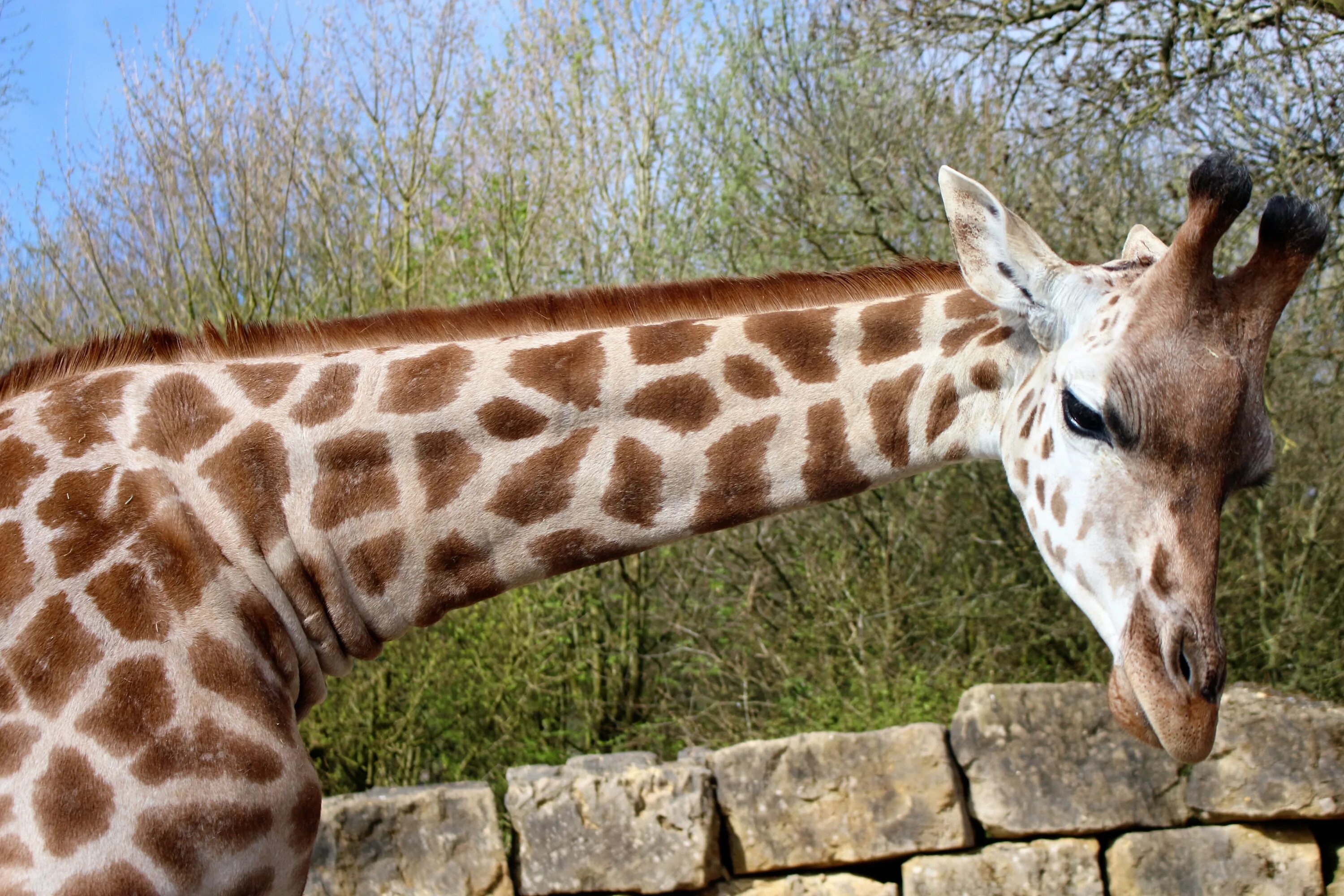 Шея жирафа. Жираф это млекопитающее. Жирафья шея.