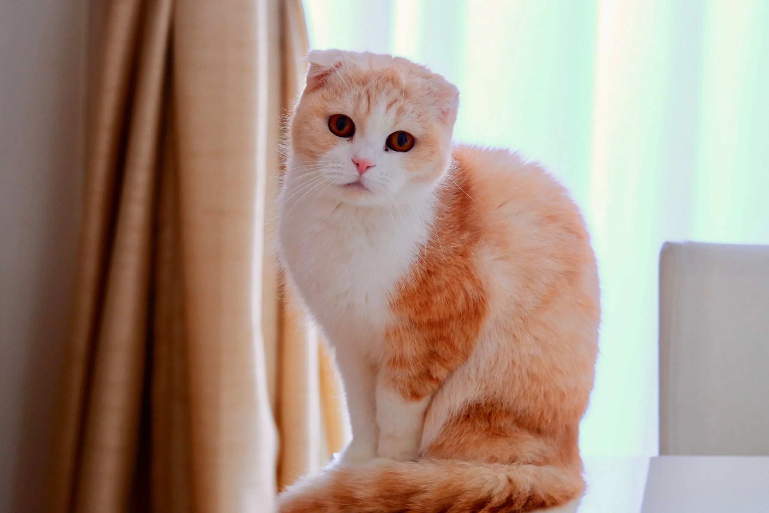 Интересные факты о шотландских кошках. Порода кошек шотландская вислоухая. Интересные факты о шотландских кошках. Информация о вислоухой кошке. Рассказ про породу кошек шотландская вислоухая.