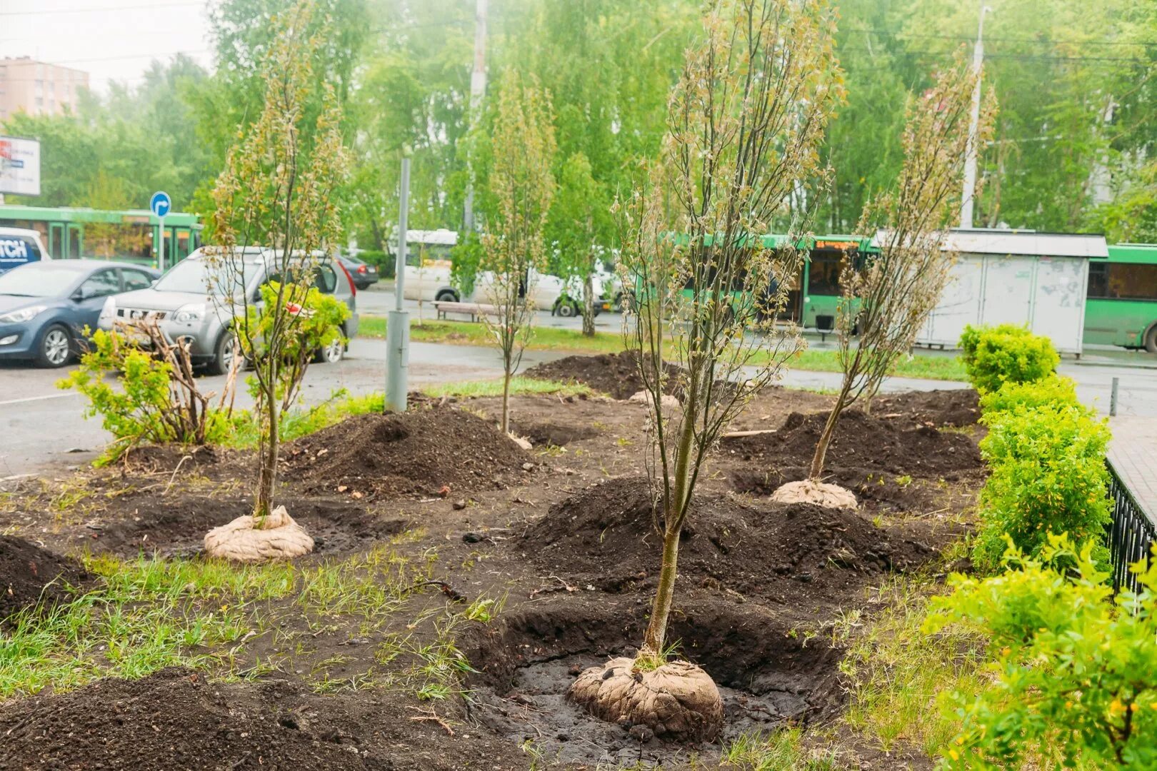 Посадил деревья и кусты и. Высадка деревьев. Саженцы деревьев и кустарников. Посадка деревьев и кустарников. Посадка деревца.