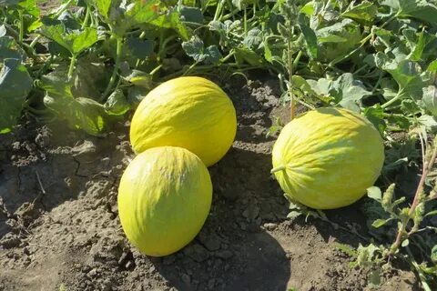 Дыня канарская отзывы
