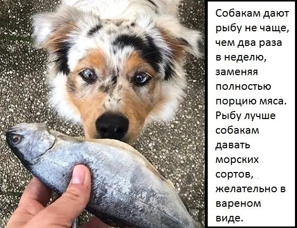 Рыба для собак какая. Рыба собака. можно ли давать собаке рыбу. рыба в рационе собаки. собака ест рыбу.