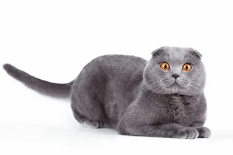 Британская вислоухая короткошерстная кошка