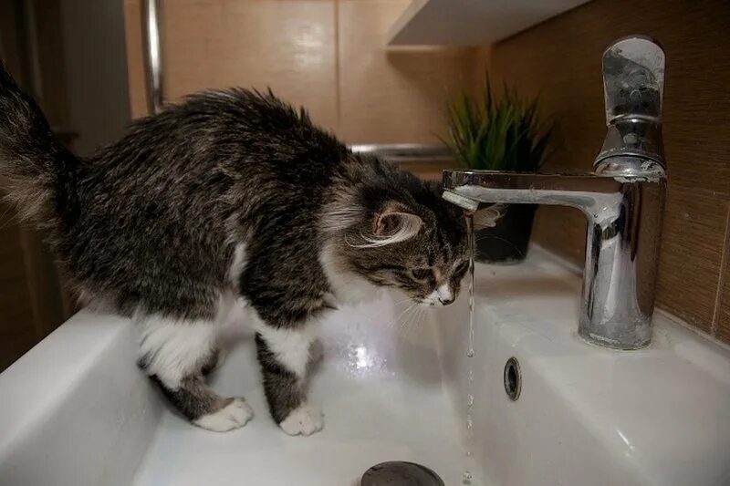 Кот открыл кран. Кот и кран. Отключение воды. Коту открывают кран с водой. Кошка открыла кран.