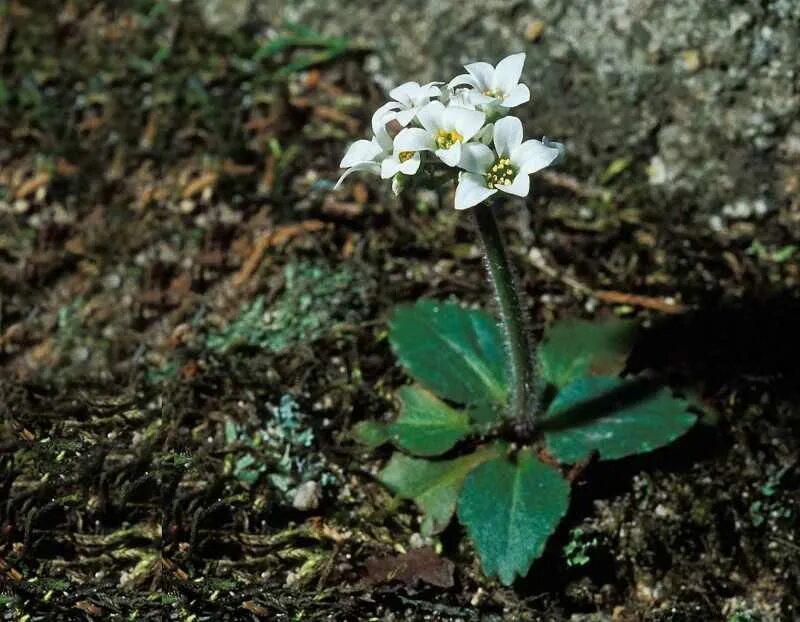 Камнеломка цветок описание. Камнеломка саксифрага. Камнеломка Сибирская Saxifraga. Камнеломка Сиверса. Камнеломка дернистая.