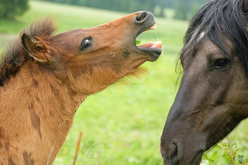 Лошадь открыла рот. Лошадь с открытым ртом. ЛОШАТЛ С открытым ртом. Жеребенок.