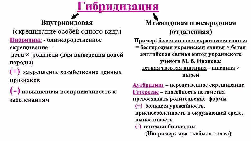 Гибридизация метод селекции. Методы гибридизации в селекции. Внутривидовая гибридизация примеры. Методы гибридизации таблица. Массовый отбор гибридов