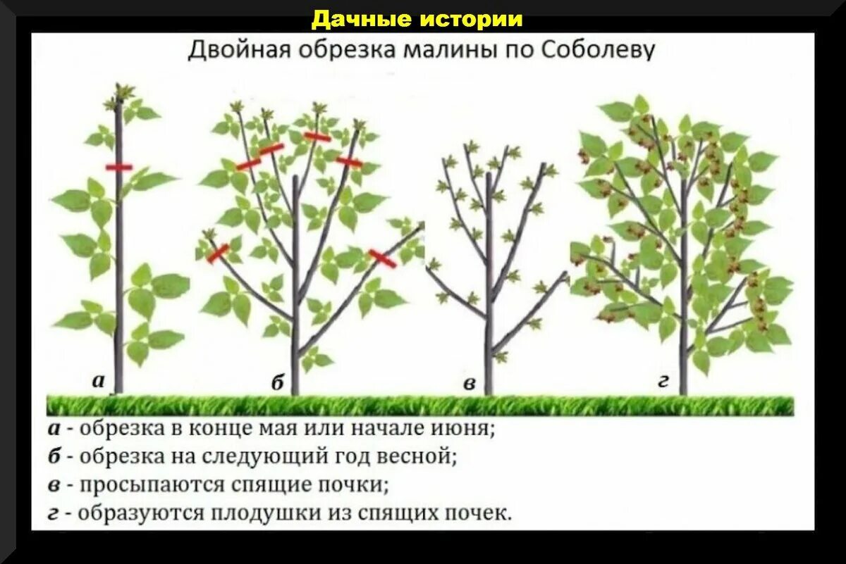 Ремонтантная малина что это значит. Схема обрезания малины ремонтантной. Калина формировка. Обрезка ремонтантной малины весной схема. Подрезка малины весной схема.