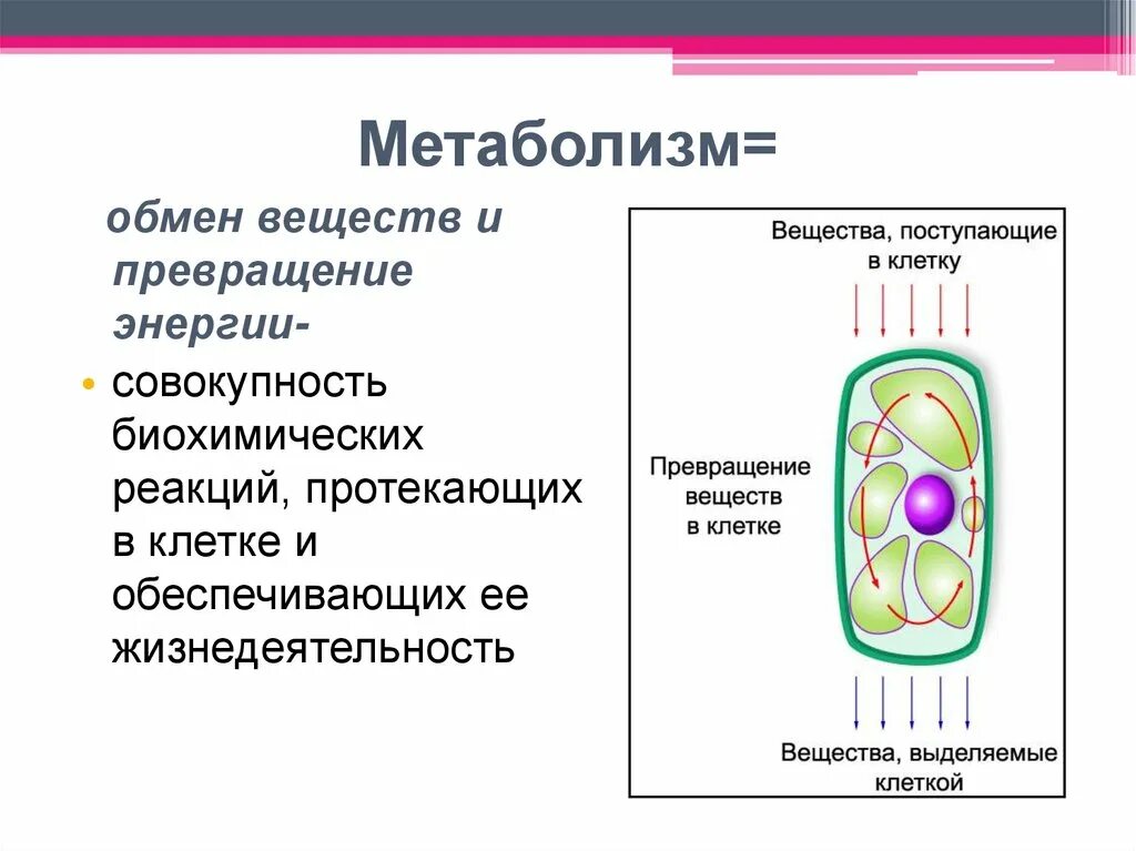 Растительная клетка обмен веществ