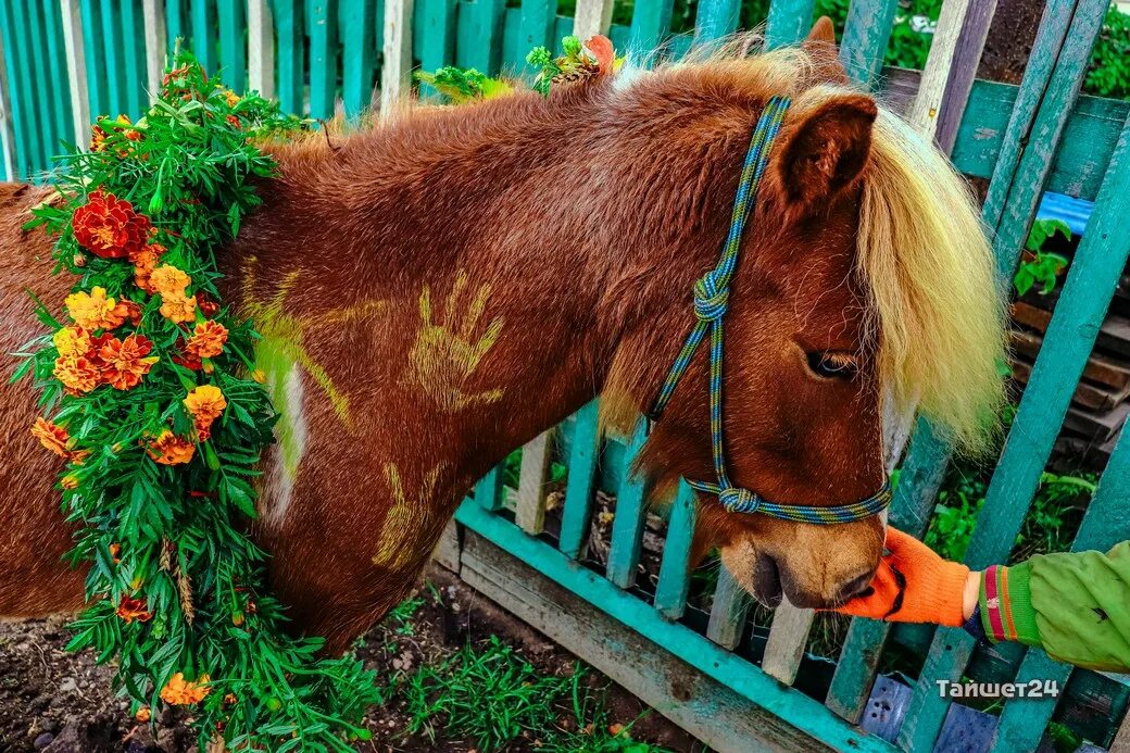 День лошади. День лошади 31 августа. День лошади в России. Конь и лошадь. Праздник коня 2024