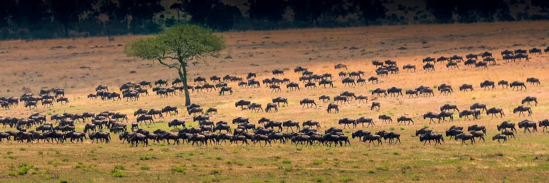 The serengeti is a vast ecosystem