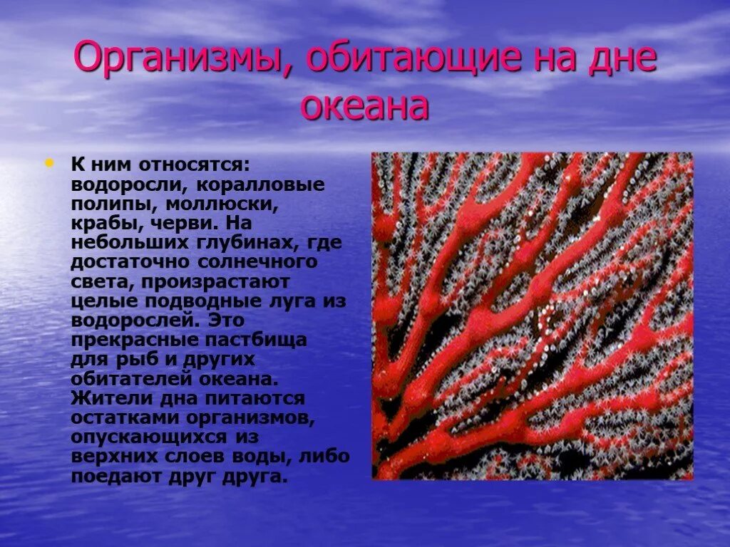 В верхнем слое воды обитает больше. Организмы обитающие на дне. Организмы мирового океана. Организмы обитающий в мировом океане. Живые организмы в Водах мирового океана.