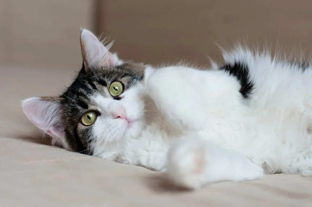 Спящий котик. Котик мягенький. Милый кот. Скоттиш фолд вислоухий дымчатый. Котик мягенький.