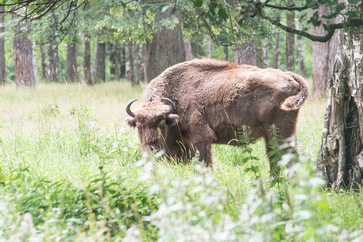 приокско террасный заповедник видео. приокско террасный заповедник видео. приокско террасный заповедник видео. заповедник зубров в серпухове. приокско-террасный заповедник бизоны.