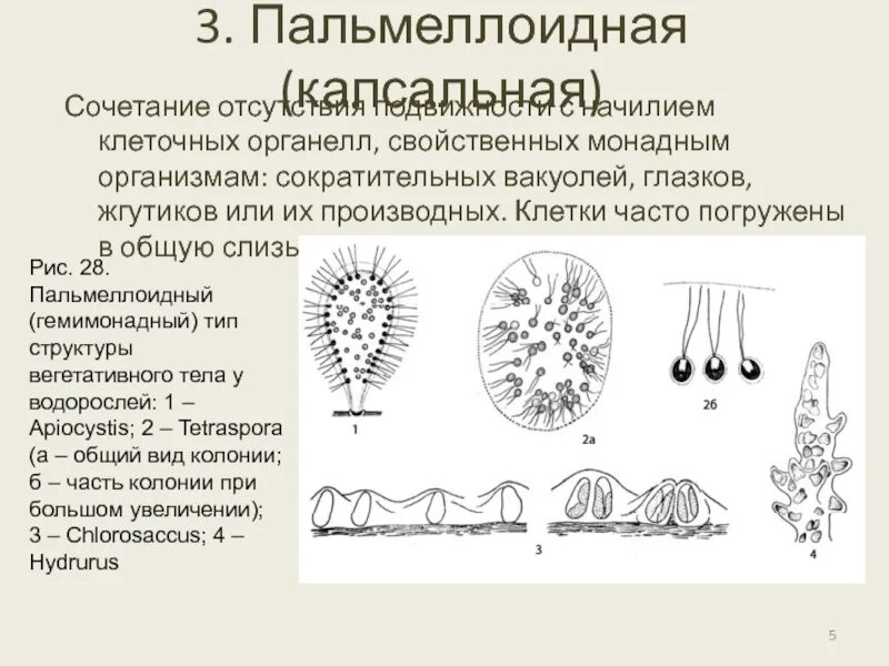 Органеллы водоросли