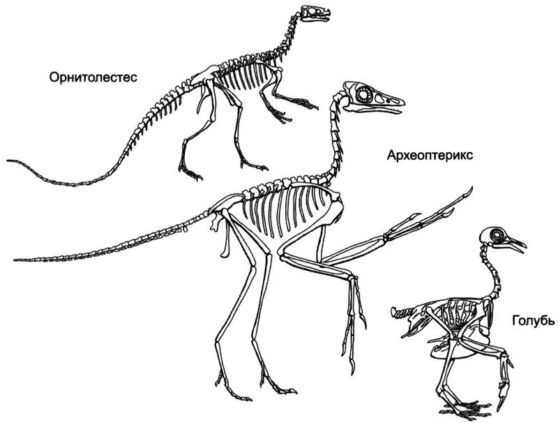 Археоптерикс строение скелета. Археоптерикс Эволюция птиц. Археоптерикс скелет Эволюция. Скелет птицы и динозавра. Скелет археоптерикса