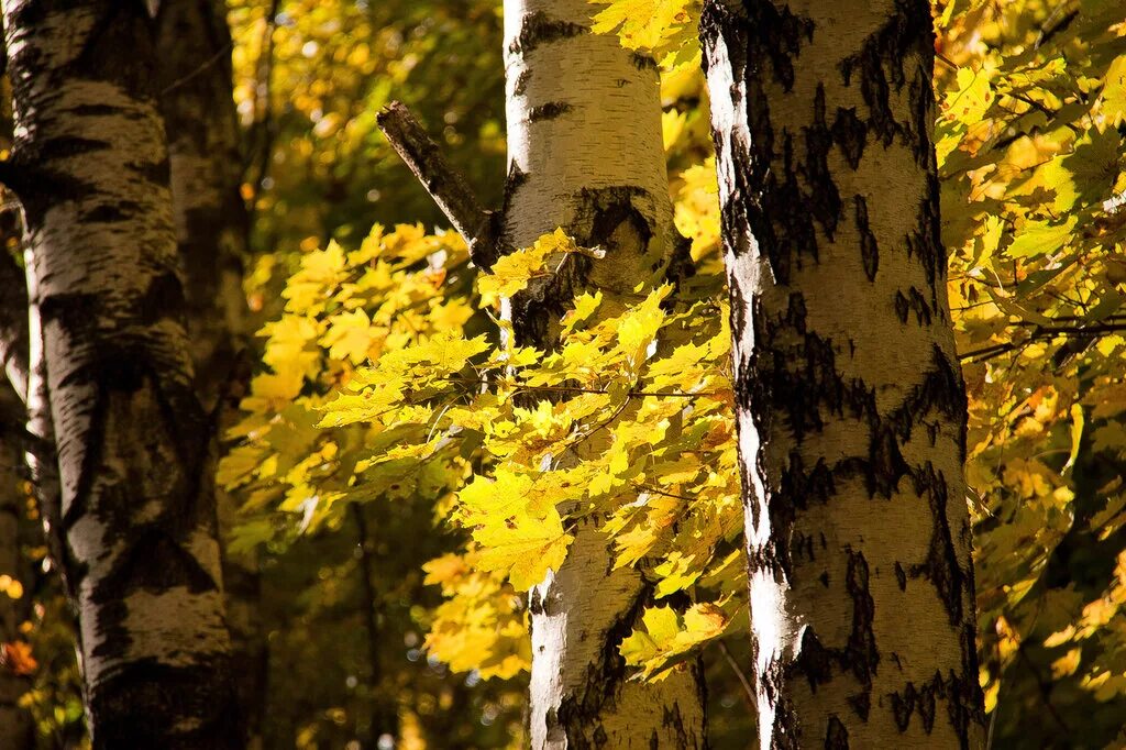 клен и береза. осина клен. клён берёза. осенняя береза. березка клен.