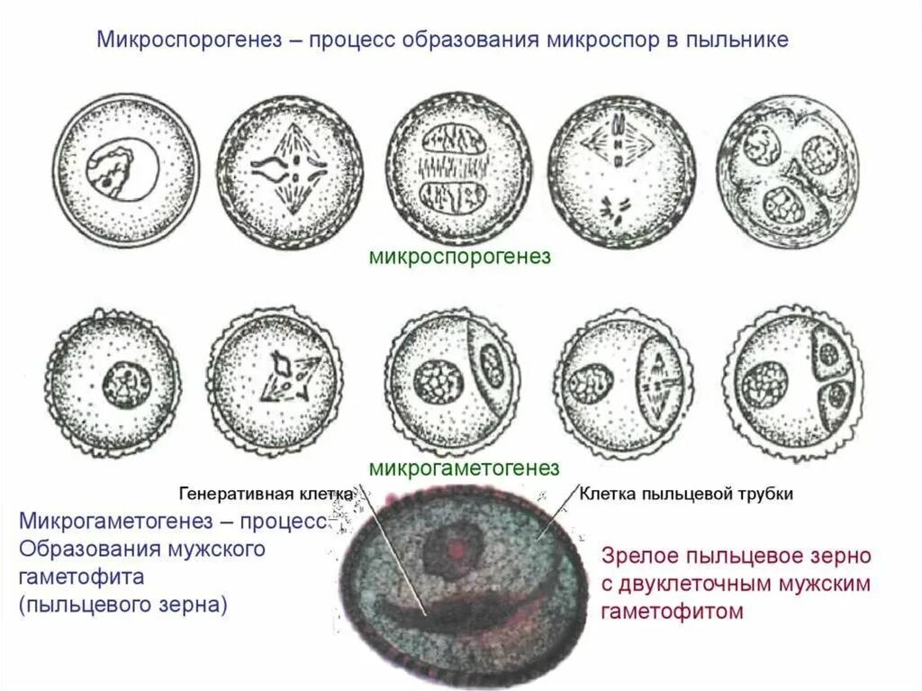 Микроспорогенез пыльцевого зерна. Микроспора покрытосеменных. Процесс образования микроспор. Гаплоидная микроспора.