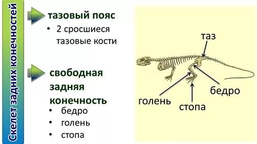 Конечности пресмыкающих. Пояс задних конечностей пресмыкающегося. Скелет пояса задних конечностей рептилий. Пояс передних конечностей пресмыкающихся. Пресмыкающиеся скелет пояса передних конечностей.