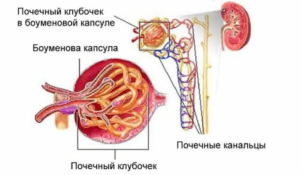 Строение почки клубочки канальцы. Строение клубочка почки. Клубочки почек гломерулонефрит. Строение почечного клубочка. Поражение клубочков почек