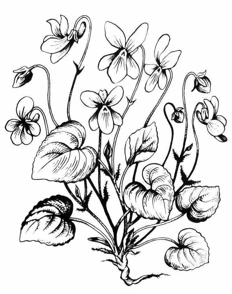 Фиалка карандашом. Растения рисунок. Цветы рисунок. Лесные цветы раскраска. Нарисовать растение.