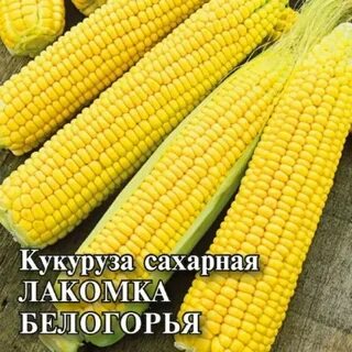 Кукуруза лакомка