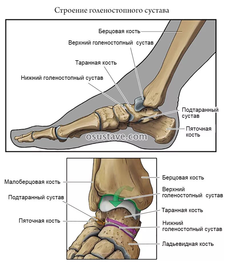 Голеностопный сустав это. Анатомия голеностопного сустава человека. Строение костей голеностопа. Кости голеностопного сустава анатомия. Голеностоп сустав строение анатомия.