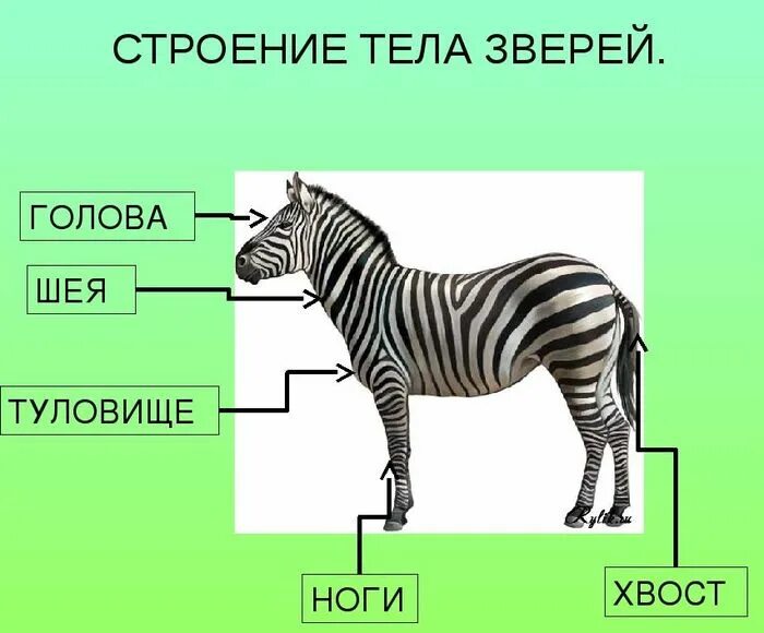 Строение разных животных. Строение зверей. строение тела животного. внешнее строение животных. строение животных для детей.