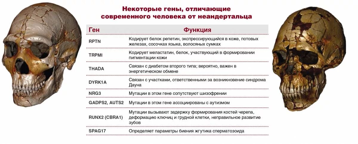 Чем отличаются современные люди. Сопоставление ДНК неандертальца с современным человеком. Череп современного человека. Череп кроманьонца и современного человека.