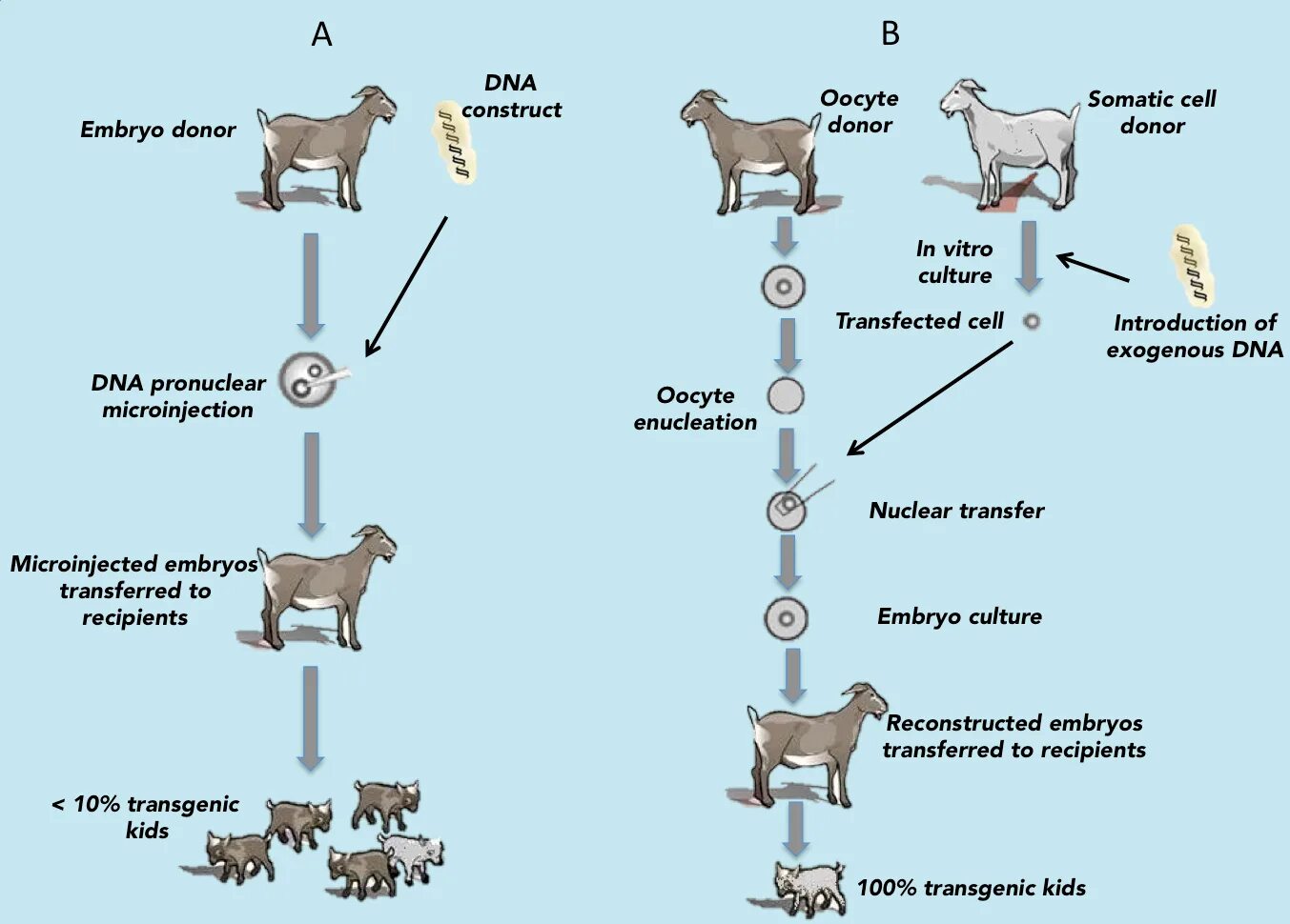 Донор днк. Transgenic Goats. Клонирование овцы Долли биореактор. Methods for producing transgenic Goats: (a) Somatic Cell. Pronuclear Injection.