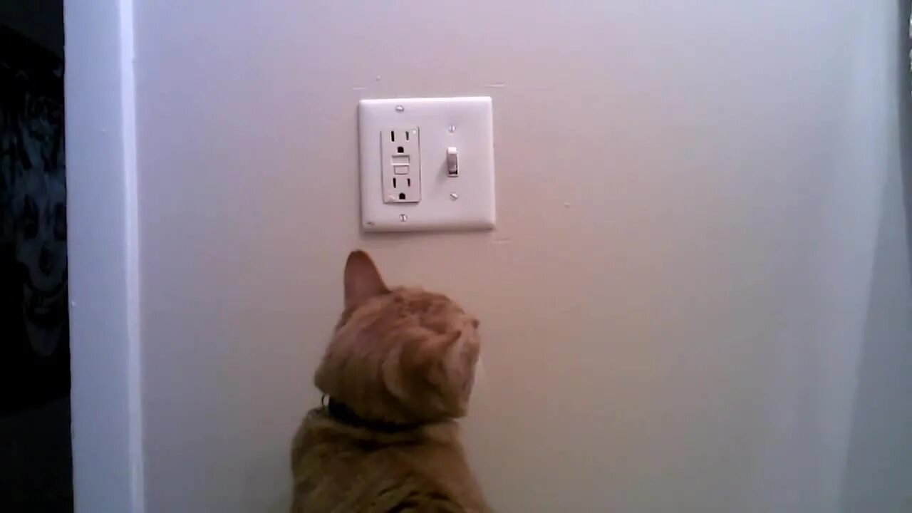 Кот выключает свет. Кошачий переключатель. Выключение света.