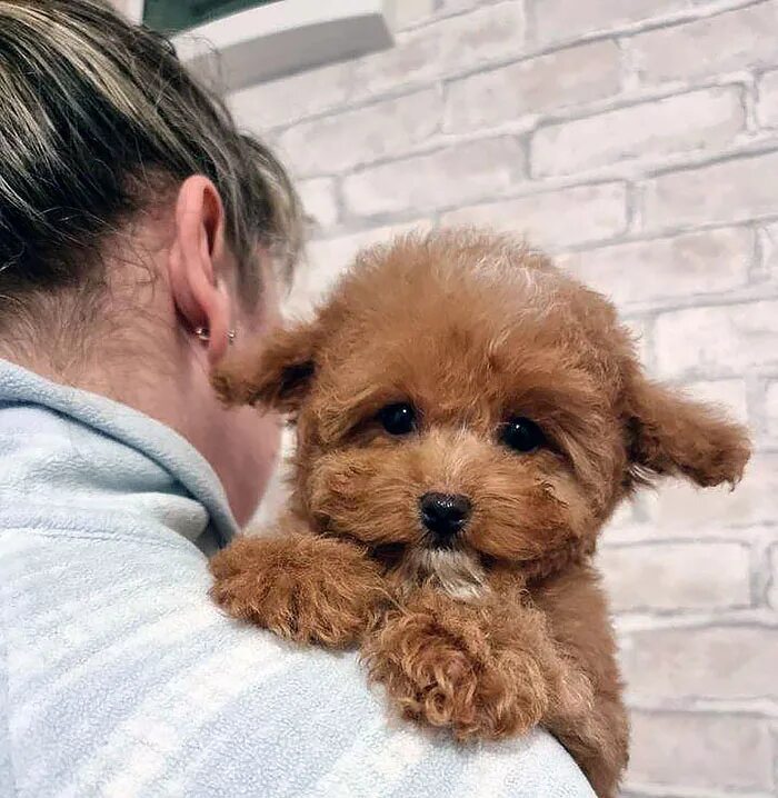 Карликовый пудель мартипу. Мультипц. Порода собак мальтипу. Мальтийская болонка мальтипу. Мальтипу ф1.