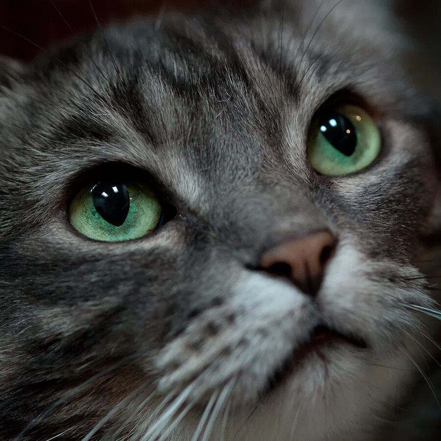 Глазами тоскуя. Серый кот с зелеными глазами. Кошачья морда. Серая кошка с зелеными глазами. Кошечка с зелеными глазами.