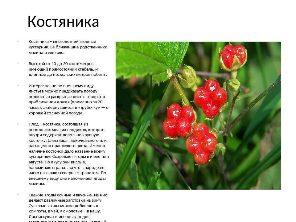 В лесах под Новосибирском начали ведрами собирать костянику: Яндекс.Новости
