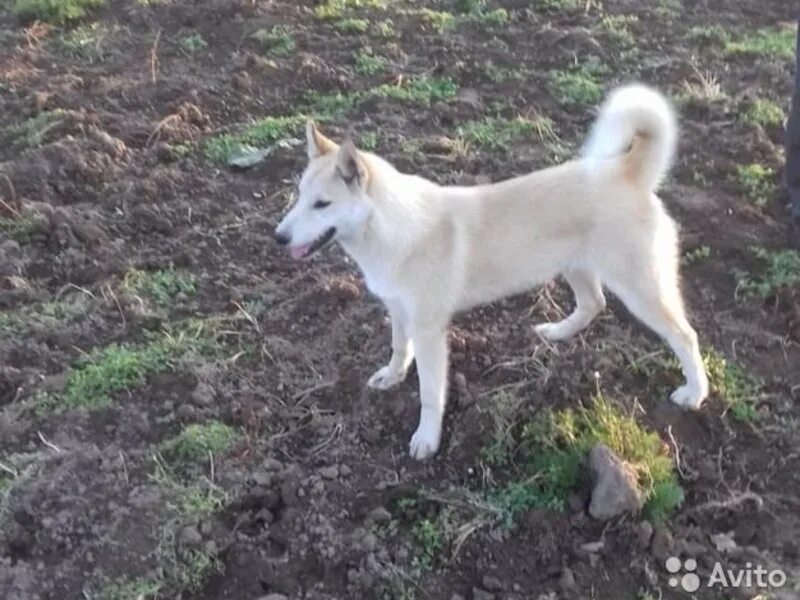 Сибирская лайка 6 месяцев. Лайки зсл весит. Щенки зсл 3 месяца. Щенок западно сибирской лайки 3 месяца. Щенок зсл в 5 месяцев.