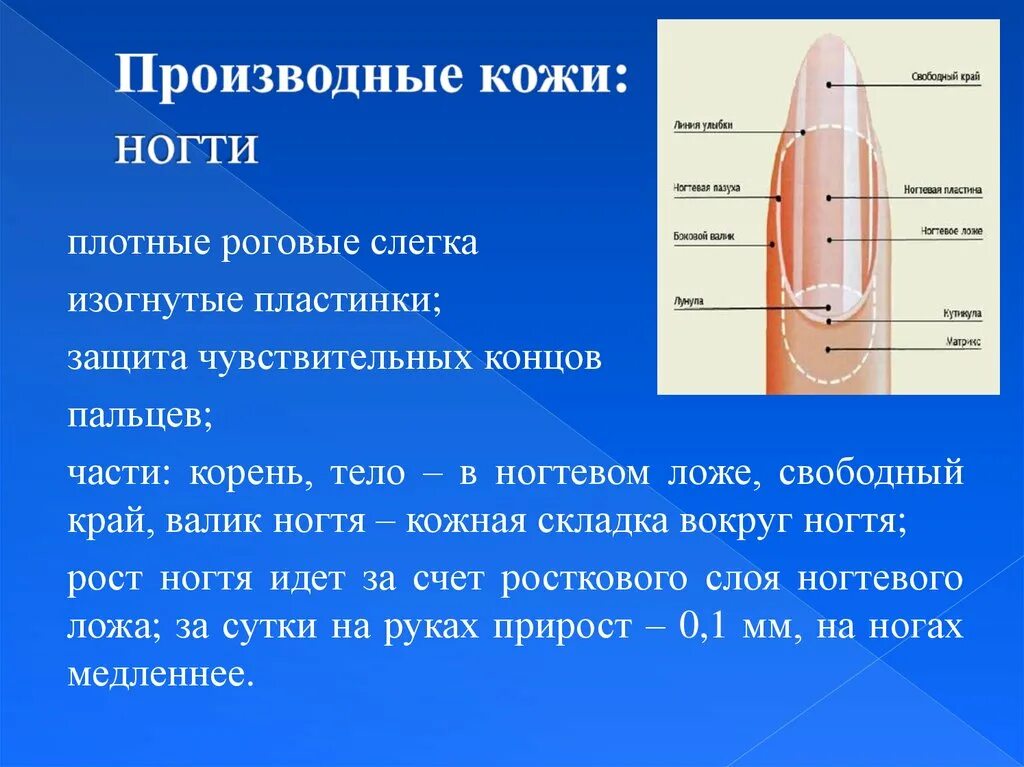 Строение и функции производных кожи. Производные кожи волосы и ногти. Строение ногтя. Производные кожи. Производные кожи ногти.