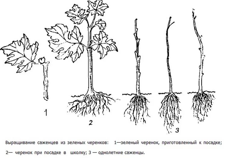 Как растет саженец. Виноград размножение черенкованием. Черенки виноградной лозы. Размножение винограда черенками весной. Вегетативное размножение винограда черенками.