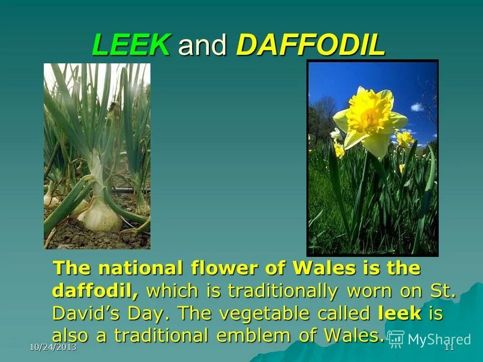 Leek daffodil. флористический символ уэльса. символ wales цветок. Leek daffodil. Leek daffodil.