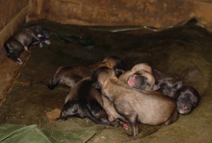 Родились щенки что делать. Новорождённые щенки немецкой овчарки. Новорожденные щенки немецкой овчарки.