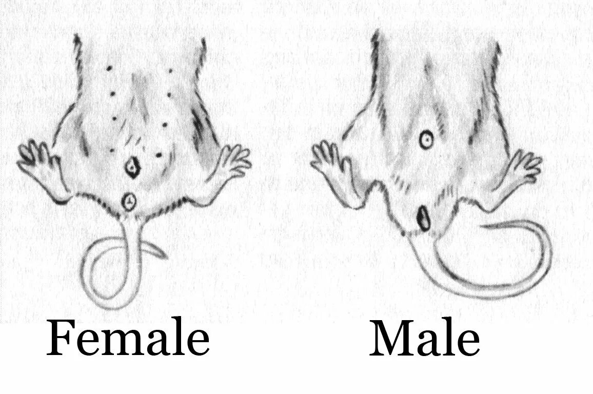 Как отличить крысу