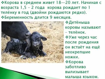Срок беременности коровы в месяцах