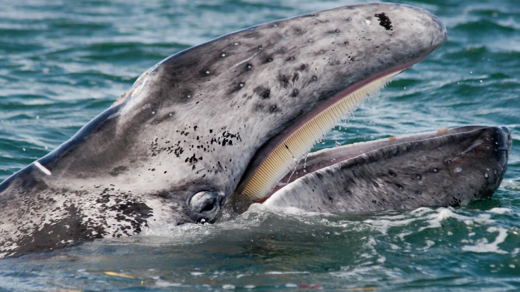 Синий кит цедильный аппарат. Челюсть кита. Усатый кит. Пасть синего кита. Пасть касатки.