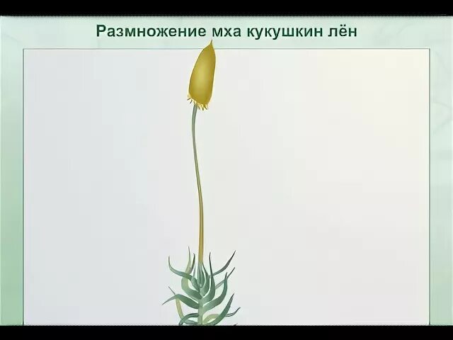 Зеленый мох кукушкин лен размножение