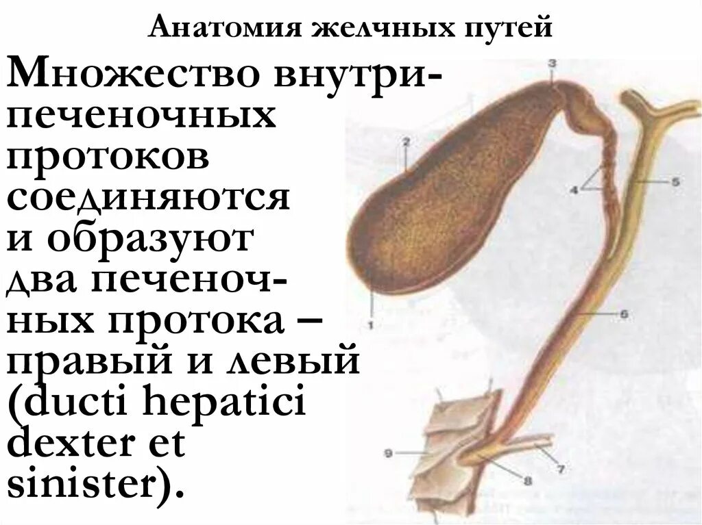 Анатомия внепеченочных желчных протоков. Строение желчевыводящих путей. Схема желчевыводящих путей. Желчный анатомия.