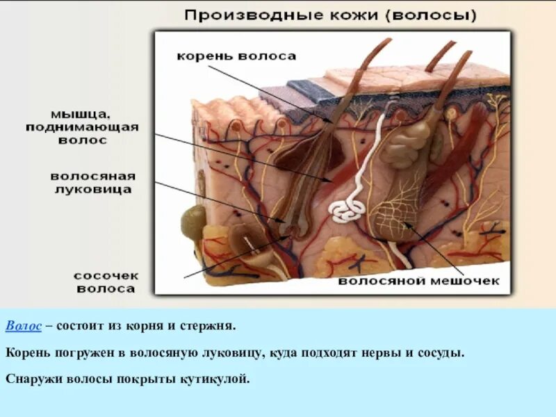 Волос состоит из. Строение волоса. строение кожи и волоса. строение корня волоса. строение волосяного фолликула.