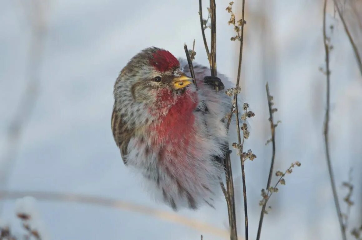 Чечётка антитрес. Чечётка (обыкновенная чечётка) (acanthis flammea (carduelis flammea)). Чечетка обыкновенная самка. Чечётка птица зимой. Чечетка птица зимой.